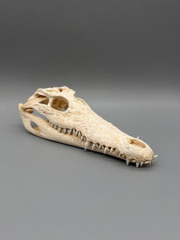 Nijlkrokodil Schedel - Crocodylus niloticus - 7 cm - 10 cm -, Collections, Collections Animaux