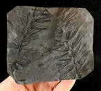 Plante fossile à préservation exceptionnelle !! - Prêle
