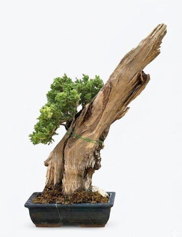 Jeneverbes bonsai (Juniperus) - Hoogte (boom): 53 cm -