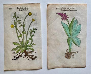 Leonhart Fuchs - Primi de stirpium historia commentariorum