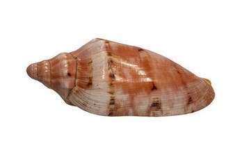 Rode walzenschnecke: Cymbiola rutila (130 mm) – Spectaculair, Verzamelen, Dierenverzamelingen, Nieuw