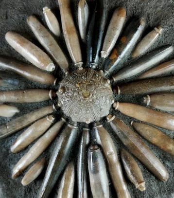 Hoge kwaliteit fossiele zee-egel!!! - Schelp met radiolen -