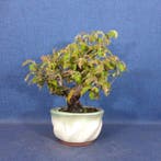 Chinees kweepeer - Hoogte (boom): 26 cm - Diepte (boom): 23