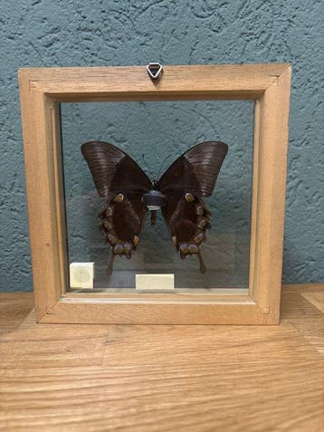Vlinder Taxidermie volledige montage - Papilio ulysellus -