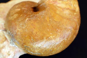 Nautilus - Gefossiliseerde schelp - Cenoceras - 13 cm