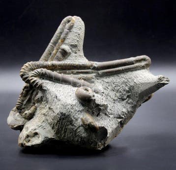 Ammoniet - Gefossiliseerde schelp - MUSEUM-GRADE