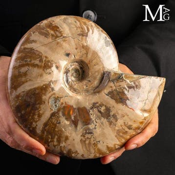 Rode iriserende ammoniet - prachtige opalescente glans op