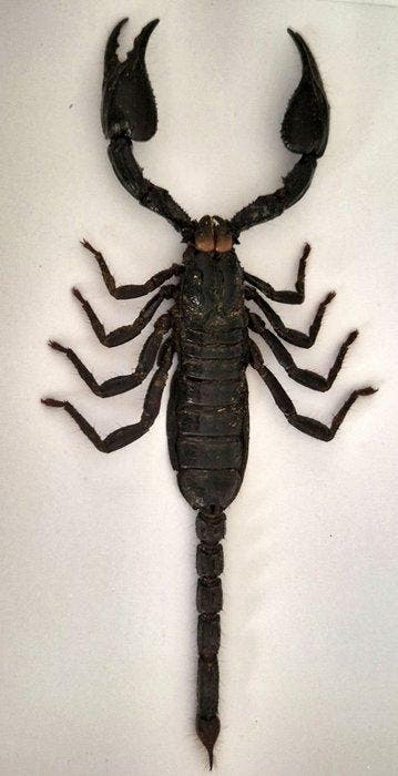 Schorpioen Taxidermie volledige montage - Palamnaeus, Antiek en Kunst, Curiosa en Brocante