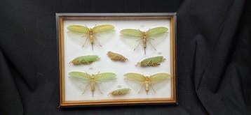 Good leaf grasshoppers insects perfect-ex French