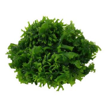 Tropica Monosolenium tenerum 1-2-grow! (easy), Dieren en Toebehoren, Verzenden, Nieuw