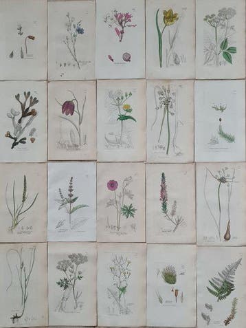 James Sowerby - 20 deels handgekleurde lithos o.a