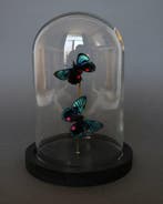 Vlinder Taxidermie volledige montage - Necyria duellona - 16, Nieuw
