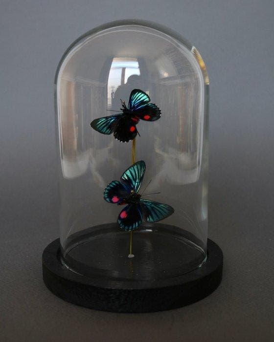 Vlinder Taxidermie volledige montage - Necyria duellona - 16, Collections, Collections Animaux