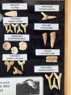 Vitrine met een verzameling authentieke fossiele tanden uit