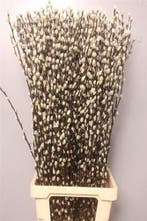 Katjeswilg Wilgenkatjes Salix Snow Flake bundel 10 stuks
