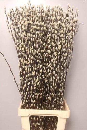 Katjeswilg Wilgenkatjes Salix Snow Flake bundel 10 stuks, Hobby & Loisirs créatifs, Bricolage
