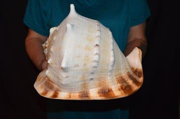 Escargot de mer Coquillage marin - S-656 CASSIS CORNUTA