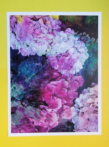 Viet Ha Tran - Hortensia I