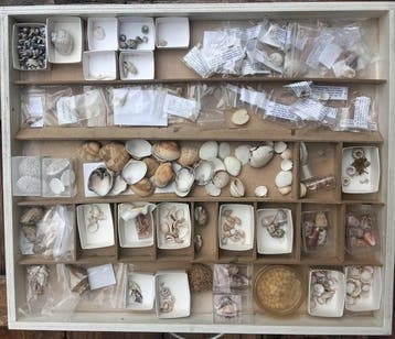 Collection de coquillages Coquillage marin - Olivia, Trivia,, Collections