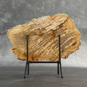 C- Magnifique grande tranche de bois pétrifié sur un socle
