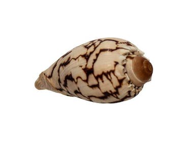 Classique majestueux : Volute impériale (Cymbiola