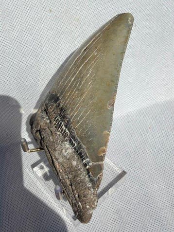 Megalodon - Fossiele tand - Carcharocles megalodon - 12 cm, Verzamelen