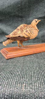 Koopjes Taxidermie volledige montage - Pteroclidae - superbe, Nieuw