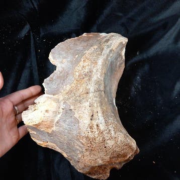 Wolharige mammoet - Fossiel bot - Mammuthus primigenius - 26