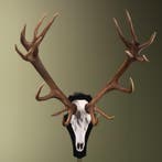 Edelhert Gewei Taxidermie Opgezette Dieren By Max, Verzamelen, Dierenverzamelingen, Ophalen of Verzenden, Nieuw, Wild dier, Opgezet dier