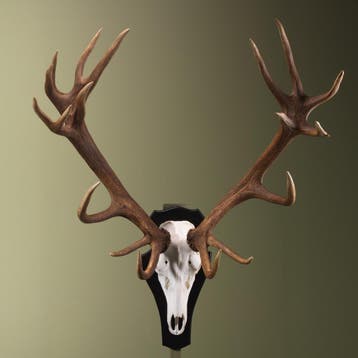 Edelhert Gewei Taxidermie Opgezette Dieren By Max, Verzamelen, Ophalen of Verzenden, Nieuw, Wild dier, Opgezet dier