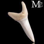 Requin Ensemble de dents - Isurus Oxyrinchus - 42 mm - 20 mm, Collections, Minéraux & Fossiles