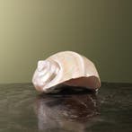 Turbo Schelp Parelmoer Taxidermie Opgezette Dieren By Max, Verzamelen, Ophalen of Verzenden, Nieuw, Wild dier, Opgezet dier