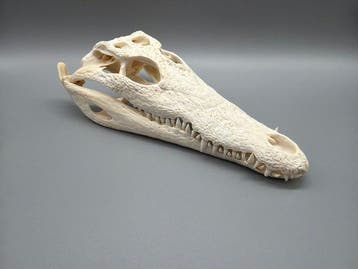 Nijlkrokodil Schedel - Crocodylus niloticus - 7 cm - 11 cm -, Verzamelen, Nieuw