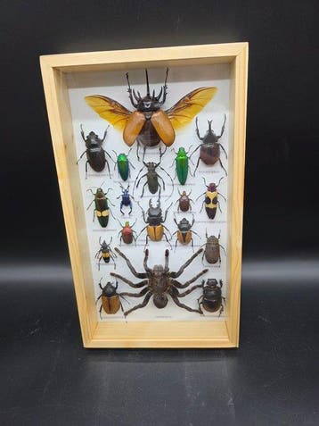 Cadre - Bois, Verre - XL - Insectes réels, Nieuw