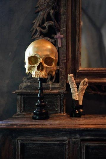 Beeld, NO RESERVE PRICE - Stunning human skull no jaw on a