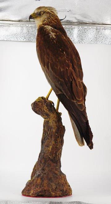 Moerasvalk Taxidermie volledige montage - Circus aeruginosus