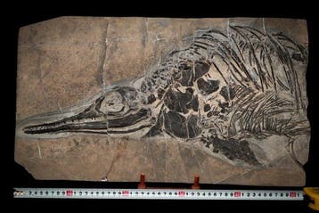 Fossiel - Fossiele matrix - Mixosaurus - 54 cm - 32 cm