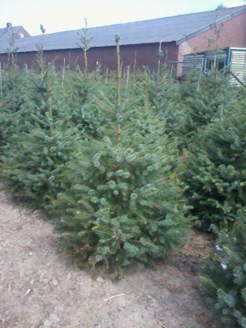 Kerstbomen te Riemst(Maastricht) , Nordman , Amorika's ,, Ophalen