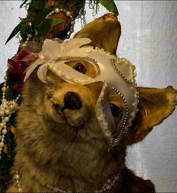 Renard roux Support mural pour taxidermie - Vulpes vulpes -