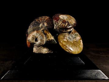 agglomérat danimaux fossilisés - Animal fossilisé - blocco, Nieuw