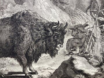 Johann Elias Ridinger (1698-1767), after - Two Bison