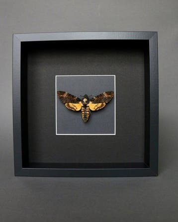 Papillon de nuit Support de corps entier pour taxidermie -