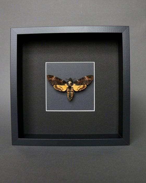 Papillon de nuit Support de corps entier pour taxidermie -, Collections, Collections Animaux