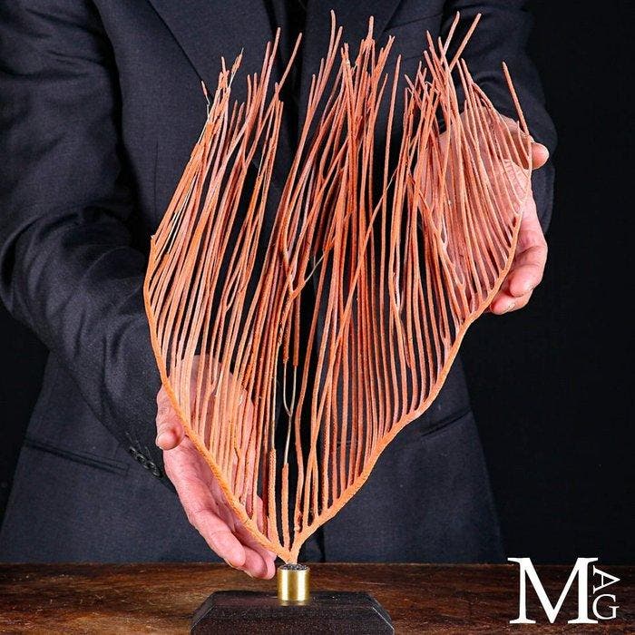 Magnifique Gorgonia rouge sur socle en bois et laiton -, Collections, Collections Animaux