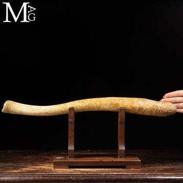Curiosity Objects - Natuurwetenschap late 19e eeuw tot