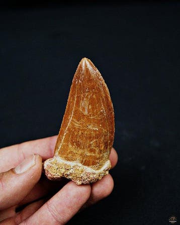 Dinosaure - Dent fossile - Carcharodontosaurus saharicus