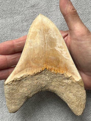 Grosse dent de mégalodon, 14,4 cm - Dent fossile -