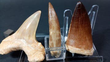 Requin, plésiosaure et mosasaure - Dents fossiles - Otodus, Collections