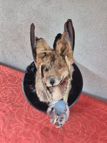 Renard Roux en Chimère Taxidermie wandmontage - Vulpes