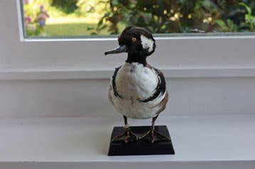 Eend Taxidermie volledige montage - Lophodytes cucullatus -, Nieuw